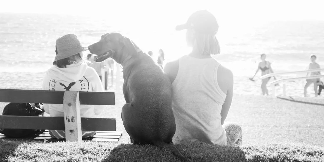 Healing Diet For Dogs