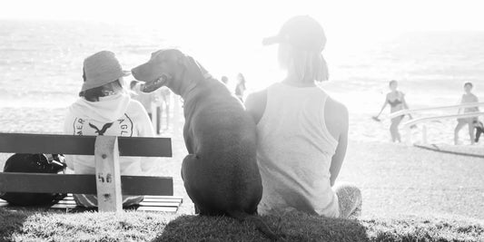 Healing Diet For Dogs