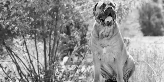 Old Dog Bones Diet: Rx Arthritis