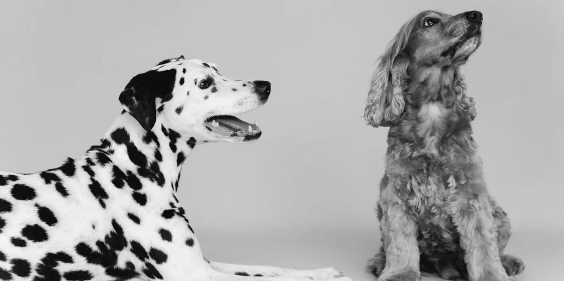Simple Home-Made Diets For Dalmatians With Urate Stone Formation